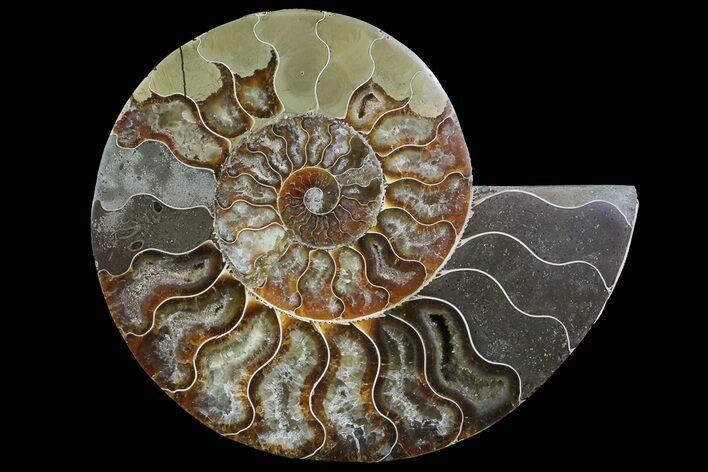 Cut Ammonite Fossil (Half) - Agatized #69048